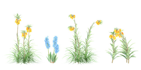 Crown imperial, Hyacinth flowers plants isolated on white background, tropical trees isolated used for design, advertising and architecture