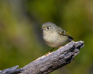 Ruby-crowned Kinglet