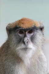 パタスモンキーの顔のアップ