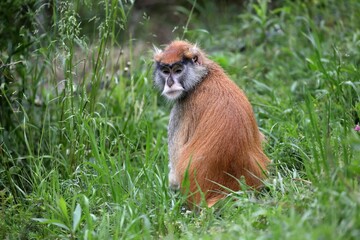 振り向いたパタスモンキー