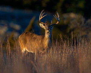 White-tailed Deer Buck