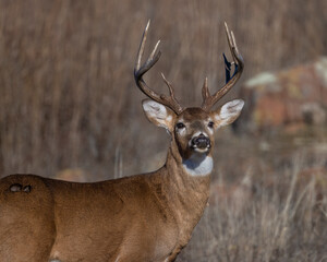 White-tailed Deer Buck