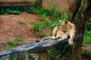 Lion couple in love - Safari in the Dehiwala National Park