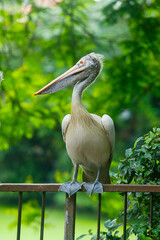 a white pelicans at Dehiwala bird park in Dehiwala zoo.