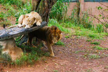 Lion Closup -in the Dehiwala National Park - Dehiwala.