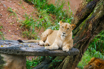 Naklejka na ściany i meble Lion Closup -in the Dehiwala National Park - Dehiwala.