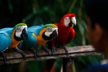 A group of colorful macaws Looking to the seeds in a row. in sri lanka Dehiwala zoo. Selective focus