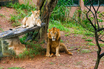 Lion Closup - in the Dehiwala National Park - Dehiwala.