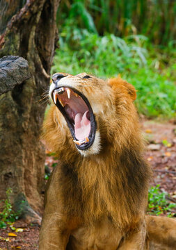 Portrait of a male Lion yawning