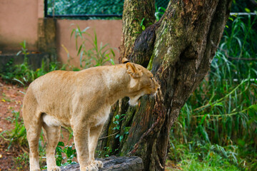 Lion Closup - in the Dehiwala National Park - Dehiwala.