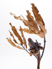 Australian Banksia menziesii (Firewood Banksia) dried seed pod and leaves brown on white background