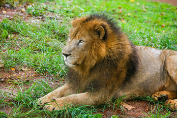 Naklejka na ściany i meble Lion Closup - in the Dehiwala National Park - Dehiwala.