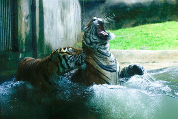 couple of tigers fight lovingly in a national park in Sri Lanka.