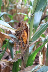 Corn ears were damaged by insects in a field in Thailand.