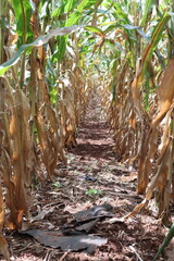 A row of corn fields on a Thai Farm.