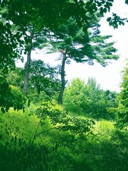 Fototapeta premium trees in the forest