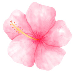 Fototapeta na wymiar Hibiscus, tropical, Flower