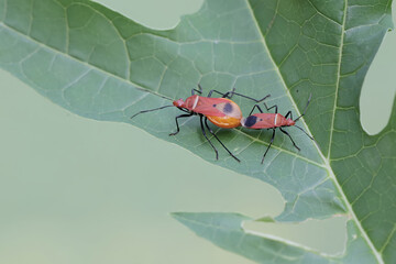 A pair of milkweed assassin bugs are mating. This insect has the scientific name Zelus longipes.