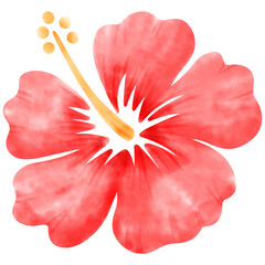 Hibiscus, tropical, Flower © Saltyarts design