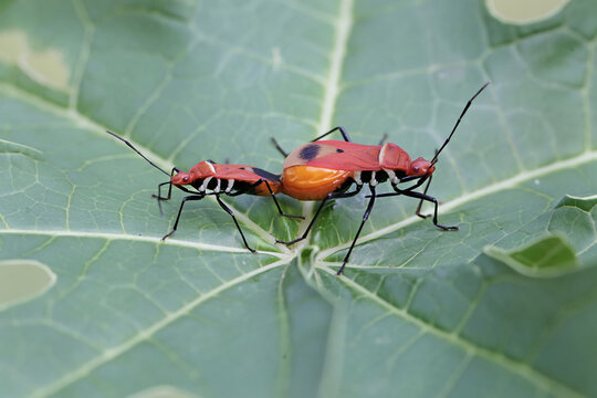 A pair of milkweed assassin bugs are mating. This insect has the scientific name Zelus longipes.