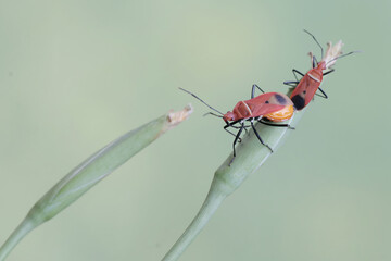 A pair of milkweed assassin bugs are mating. This insect has the scientific name Zelus longipes.