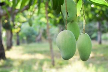 mango fruit on tree in orchard