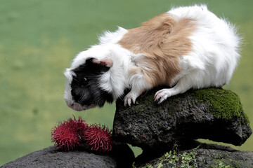 An adult mother guinea pig eating rambutan fruit. This rodent mammal has the scientific name Cavia...