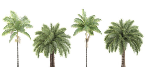 Phoenix sylvestris palm,Royal palm shed Trees isolated on white background, tropical trees isolated used for design, advertising and architecture - obrazy, fototapety, plakaty