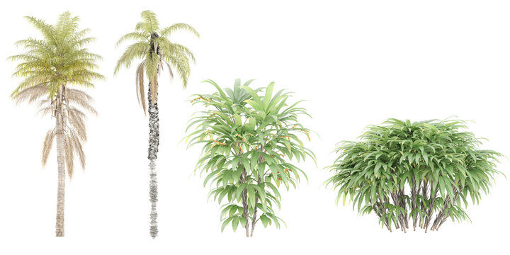 Kentia palm,Raphis trees on transparent background, for illustration, digital composition, and architecture visualization