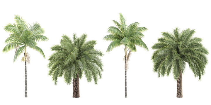 Phoenix sylvestris palm,Royal palm shed Trees isolated on white background, tropical trees isolated used for design, advertising and architecture