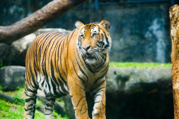 Big male bengal tiger walking in the grass