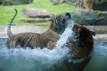 couple of tigers fight lovingly in a national park in Sri Lanka.