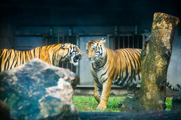 couple of tigers fight lovingly in a national park in Sri Lanka.