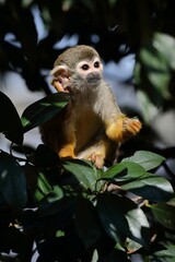 木に登ったコモンリスザル