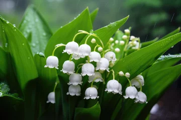 Foto auf Alu-Dibond Beautiful white flowers lilly of the valley in rainy garden. Convallaria majalis woodland flowering plant. © kardaska