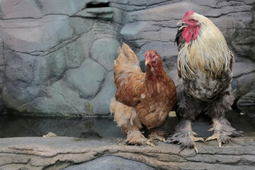 A pair of adult Brahma chickens are looking for food on the edge of a small pond. This poultry,...