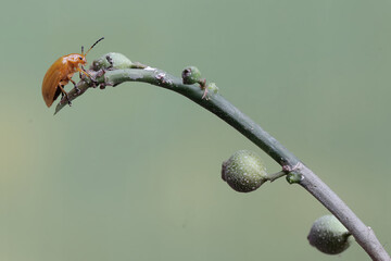 A cucurbit beetle is looking for food in the bushes. This insect has the scientific name...