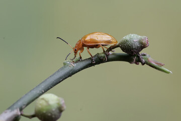 A cucurbit beetle is looking for food in the bushes. This insect has the scientific name...