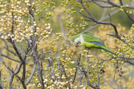 An Argentine parrot eats the fruit of the tree of paradise