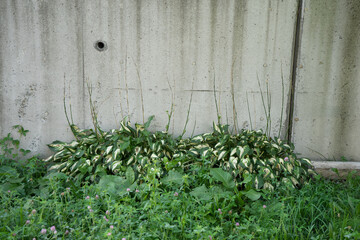 コンクリート壁と下草