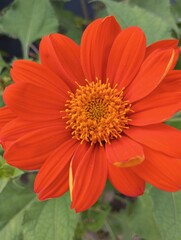 orange flower with dew drops