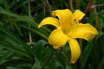 Single Yellow Daylily (Hemerocallis Malaysia)