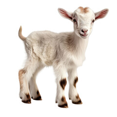 baby goat shot, isolated on transparent background cutout 