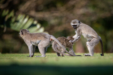 vervet monkeys playing on the grass