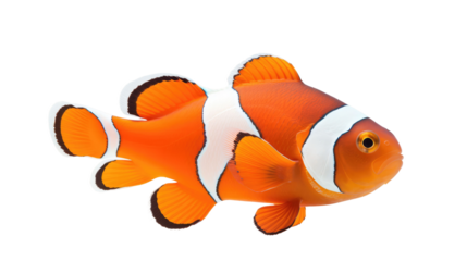 clownfish (ocean marine animal) isolated on white background cutout