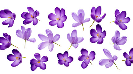 Purple crocus flowers isolated on a white background. Flat lay, top view