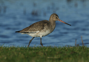 A stunning Black-tailed Godwit (Limosa limosa) hunting for food in a marshy waterlogged meadow.