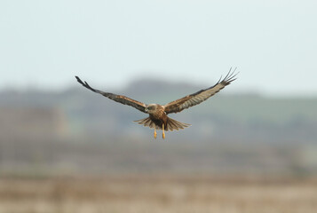 A Marsh Harrier, Circus aeruginosus, flying over a marshy area hunting for food.