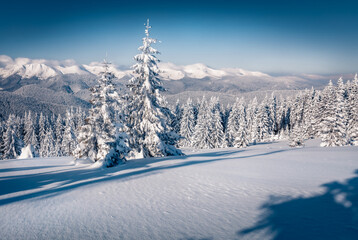 Christmas postcard. Snowy winter scene of mountain valley. Fir trees covered by fresh snow in...