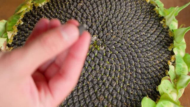 Analysis of sunflower harvest. A hand pulls a seed from a sunflower.